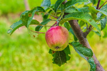 apple hanging on the apple tree branch selective focus