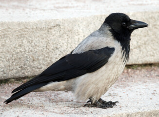 Fototapeta premium City hooded crow