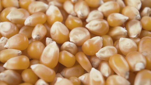 Rotation of dry corn kernels. Macro shot