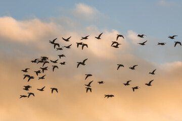 Brent Geese in flight, Brent Goose, Branta bernicla in Devon in England, Europe