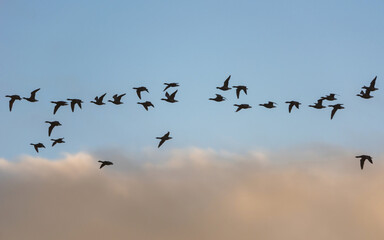 Brent Geese in flight, Brent Goose, Branta bernicla in Devon in England, Europe