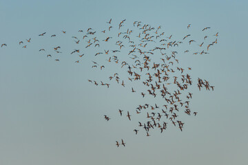Brent Geese in flight, Brent Goose, Branta bernicla in Devon in England, Europe