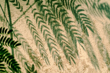 Shadow background of natural leaves tree branch