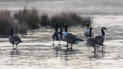 Canada Geese, Canada Goose, Branta Canadensis birds on ice