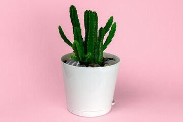 Stapelia plant in a white pot on a pink background. Succulents cultivation and care minimal concept.