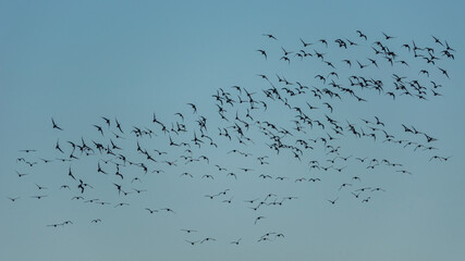 Brent Geese, Brent Goose, Branta bernicla, birds in flight over Bowling Green Marsh and River Clyst, Topsham in Devon in England, Europe