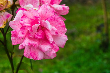 
view of one pink flower on the stem