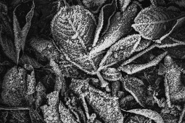 A group of fallen frozen fall leaves on the ground in the morning. A lightly toned black and white image. Texture
