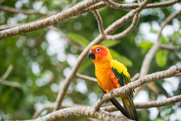 Sun Conure parrot bird on tree branch