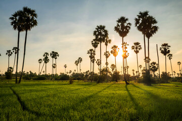 paddy rice field and sugar palm farm at sunset