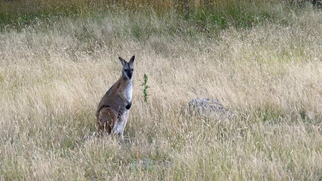 Red-necked wallaby standing in a grass field looking around
