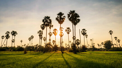 Fototapeta na wymiar paddy rice field and sugar palm farm at sunset
