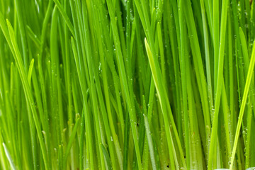 Fototapeta na wymiar Green Grass. Fresh green spring grass with dew drops closeup, texture, background. 