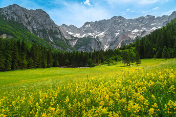 Summer alpine scenery with flowery glade and mountains, Slovenia