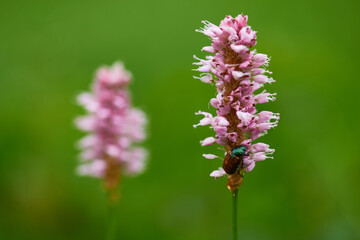 	
Gartenlaubkäfer (Phyllopertha horticola)	

