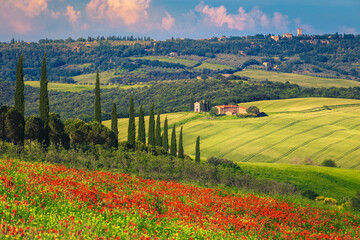 Red poppy fields and Vitaleta chapel in background, Tuscany, Italy