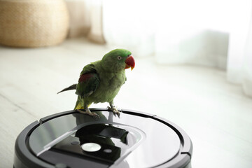 Modern robotic vacuum cleaner and Alexandrine parakeet on floor indoors