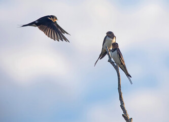 Fototapeta premium The barn swallow (Hirundo rustica) is the most widespread species of swallow in the world.