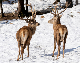 two male deer in a snowy forest - male and female European red deer © cesaresent