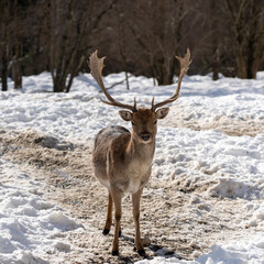 male fallow deer in a snowy forest - European fallow deer with broad horns