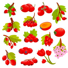 Hawthorn berry icons set. Cartoon set of hawthorn berry vector icons for web design