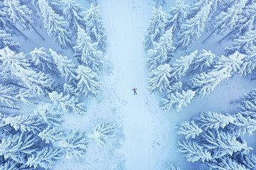im schneebedeckten Winterwald