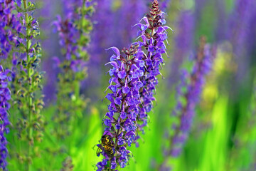  Beautifully fragrant lavender.Raw photo.Macro.Image