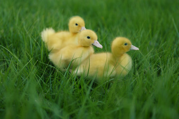 Cute fluffy goslings on green grass outdoors. Farm animals
