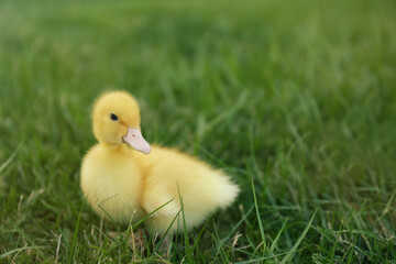 Cute fluffy gosling on green grass outdoors. Farm animal