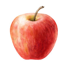 Red apple fruit watercolor illustration. Realistic sweet juicy organic food element. Fresh red whole apple tasty nutrition close up image. Delicious single fruit isolated on white background.