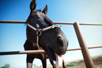 Dark horse at fence outdoors on sunny day, closeup. Beautiful pet