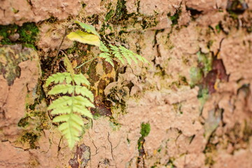 A fern plant growing in a fragment of an old brick wall