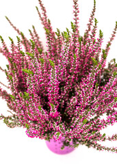 Autumn purple Heather Flowers,
Erica L flower with small depth of field.In the pot isolated on white background.
Selective focus.Raw photo.Macro.Image