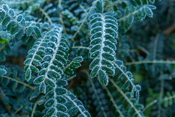 Frosty leaves on a cold winters day, Malvern Worcestershire UK