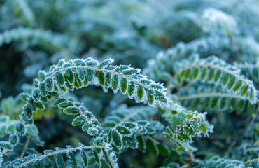 Frosty leaves on a cold winters day, Malvern Worcestershire UK