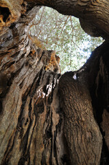 Inside a Centenary Olive Tree Trunk