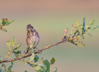 The common reed bunting (Emberiza schoeniclus) is a passerine bird