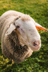 Obraz premium Weißes, freundliches Schaf auf einer großen Weide in Österreich bei Sonnenuntergang. Glückliches Nutztier in natürlicher Biohaltung. 