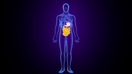 3d illustration of  human body stomach with small intestine anatomy