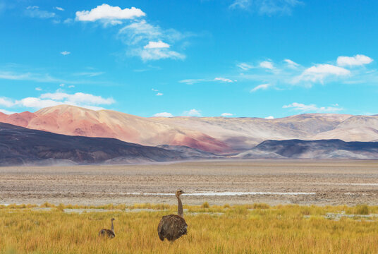 Ostrich in Patagonia