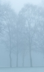 Foggy misty view of trees on a winters day Malvern, Worcestershire UK