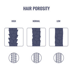 Hair porosity types classification set. Realistic strand with low, normal and high cuticle porosity. Anatomical structure outline scheme. Linear vector illustration.