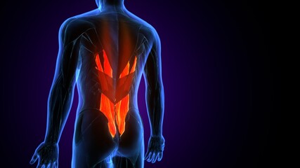 3d illustration of human body muscle parts anatomy.
