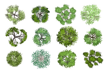 Vector collection. Realistic trees. Top view. Different plants and trees vector set for architectural or landscape design. (View from above) Nature green spaces.