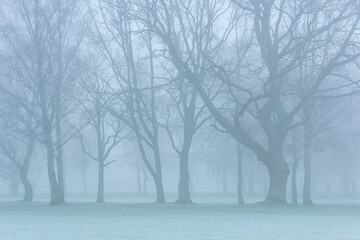 Fototapeta na wymiar Foggy misty view of trees on a winters day Malvern, Worcestershire UK