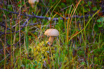 Mushrooms of the Yamal tundra.