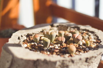 cute cactus succulent. houseplants concept.