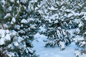 Winter background of pine trees covered with snow close-up