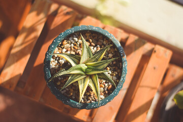 cute cactus succulent. houseplants concept.