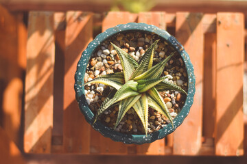 cute cactus succulent. houseplants concept.